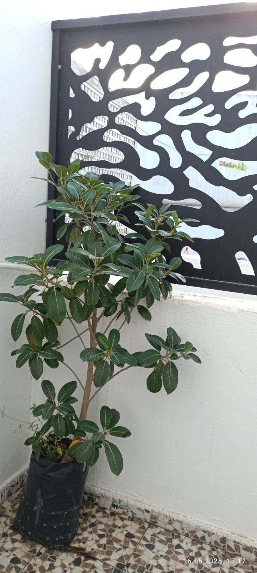 Debbabi Sans Coupure D'eau *